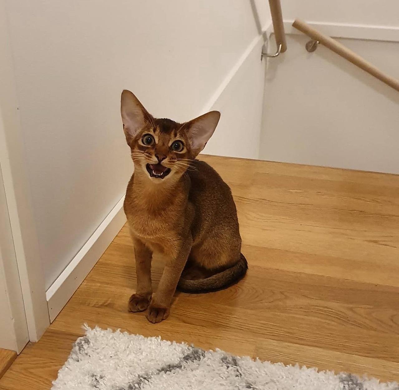 WhatsApp Image 2025-10-03 at 22.39.32_57819ac6