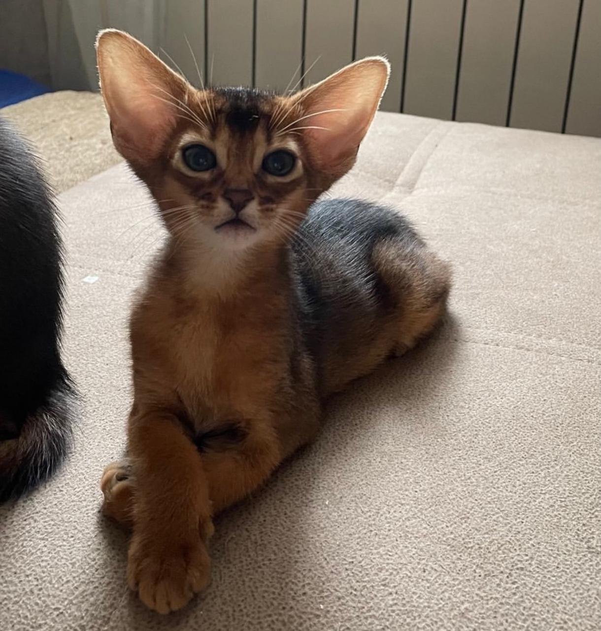 WhatsApp Image 2025-10-03 at 22.39.33_dea71be5