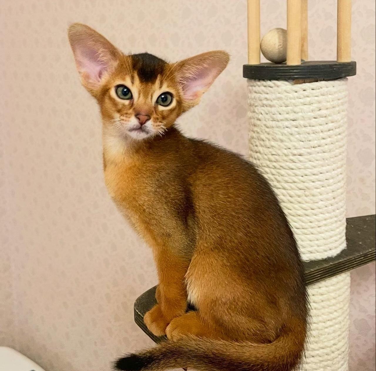 WhatsApp Image 2025-10-03 at 22.39.34_3ccb9682