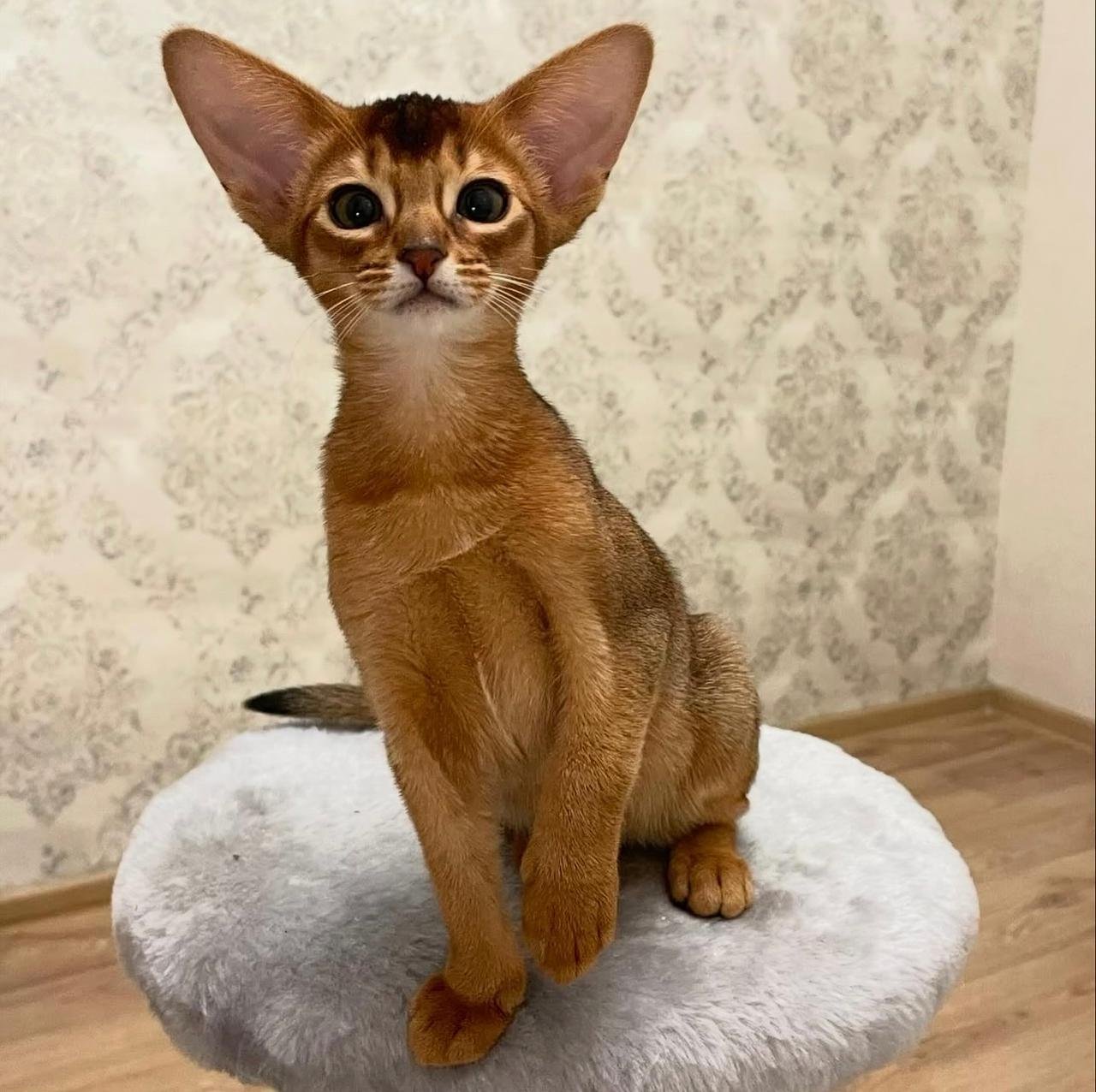 WhatsApp Image 2025-10-03 at 22.39.34_63b1e119