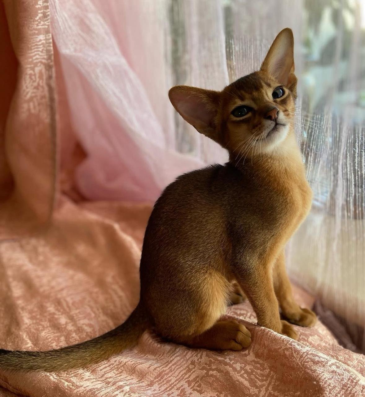 WhatsApp Image 2025-10-03 at 22.39.34_a71ced65