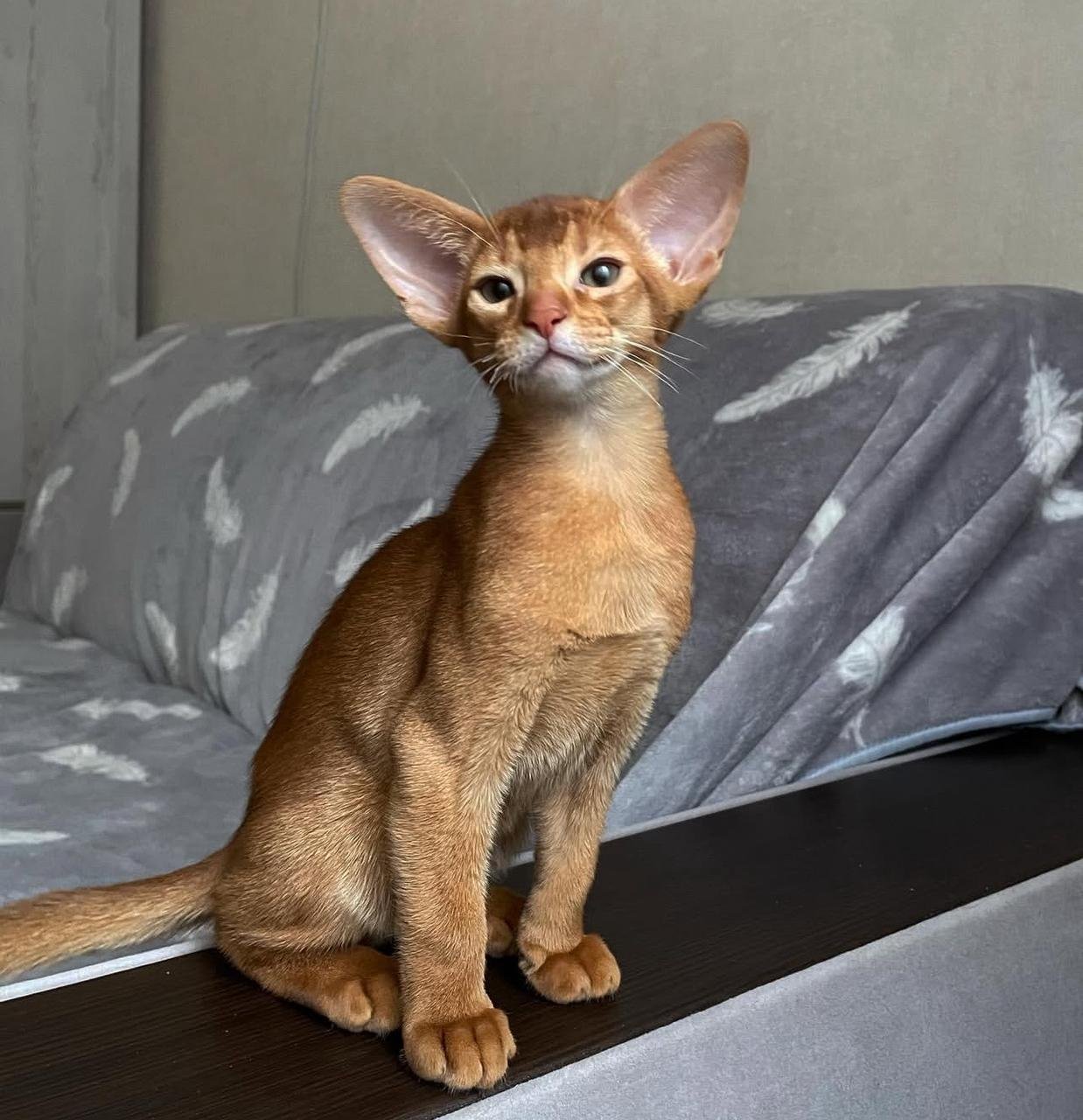 WhatsApp Image 2025-10-03 at 22.39.35_4858ff89