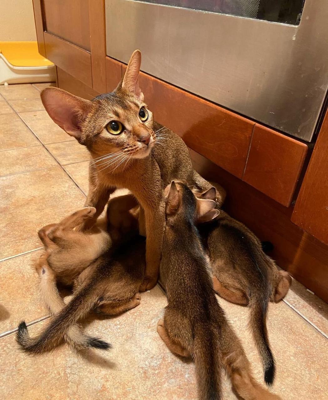 WhatsApp Image 2025-10-03 at 22.40.51_ed5dc805