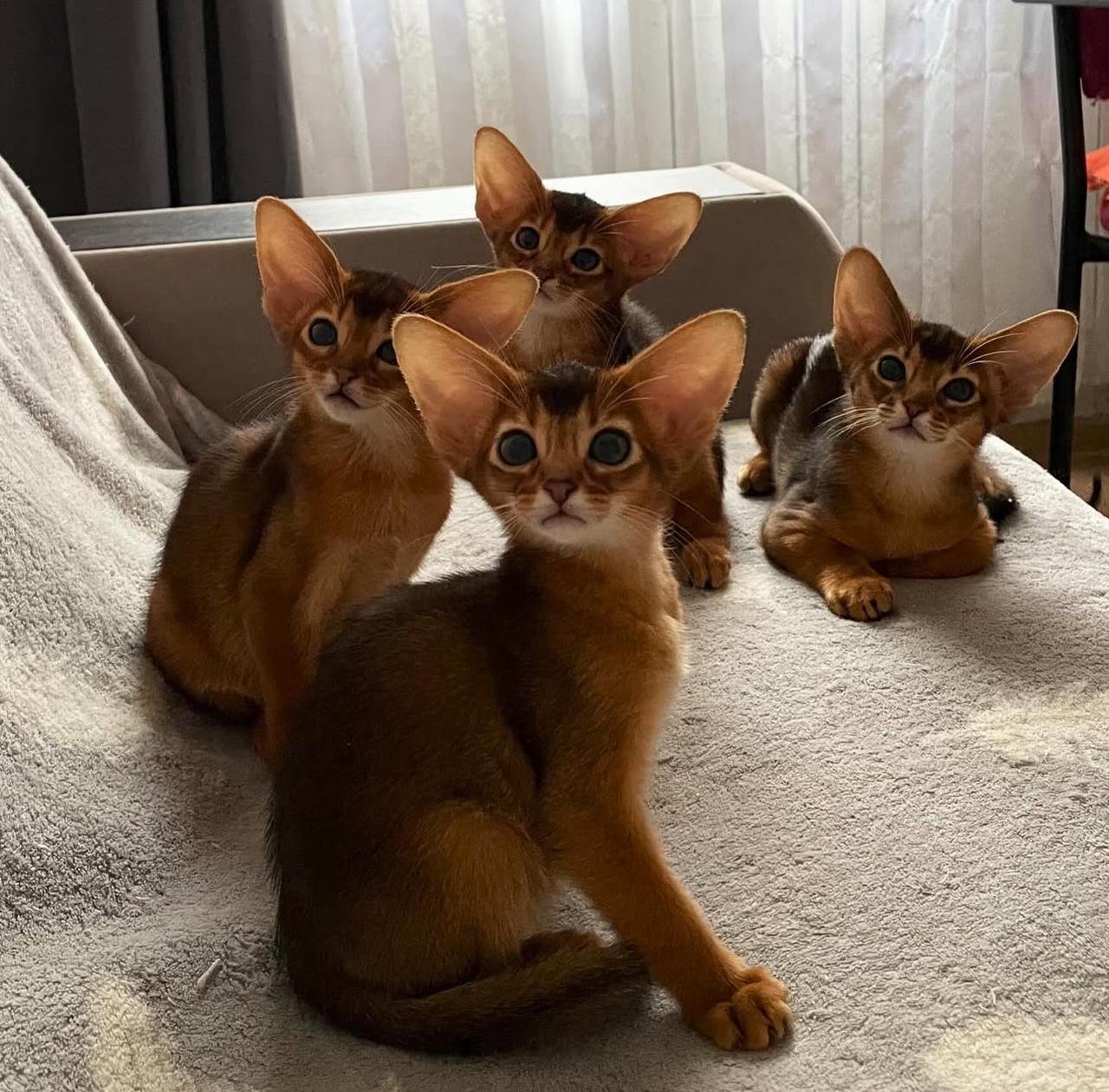 WhatsApp Image 2025-10-03 at 22.41.08_1d94438d