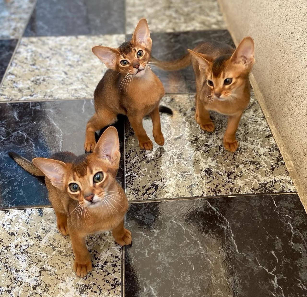 WhatsApp Image 2025-10-03 at 22.41.08_a816a5de