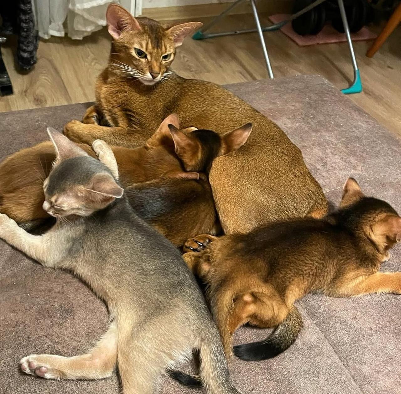 WhatsApp Image 2025-10-03 at 22.41.09_bd16d390