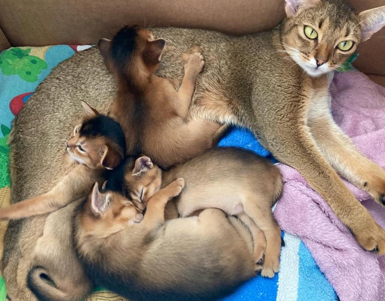 WhatsApp Image 2025-10-03 at 22.41.10_955c3942