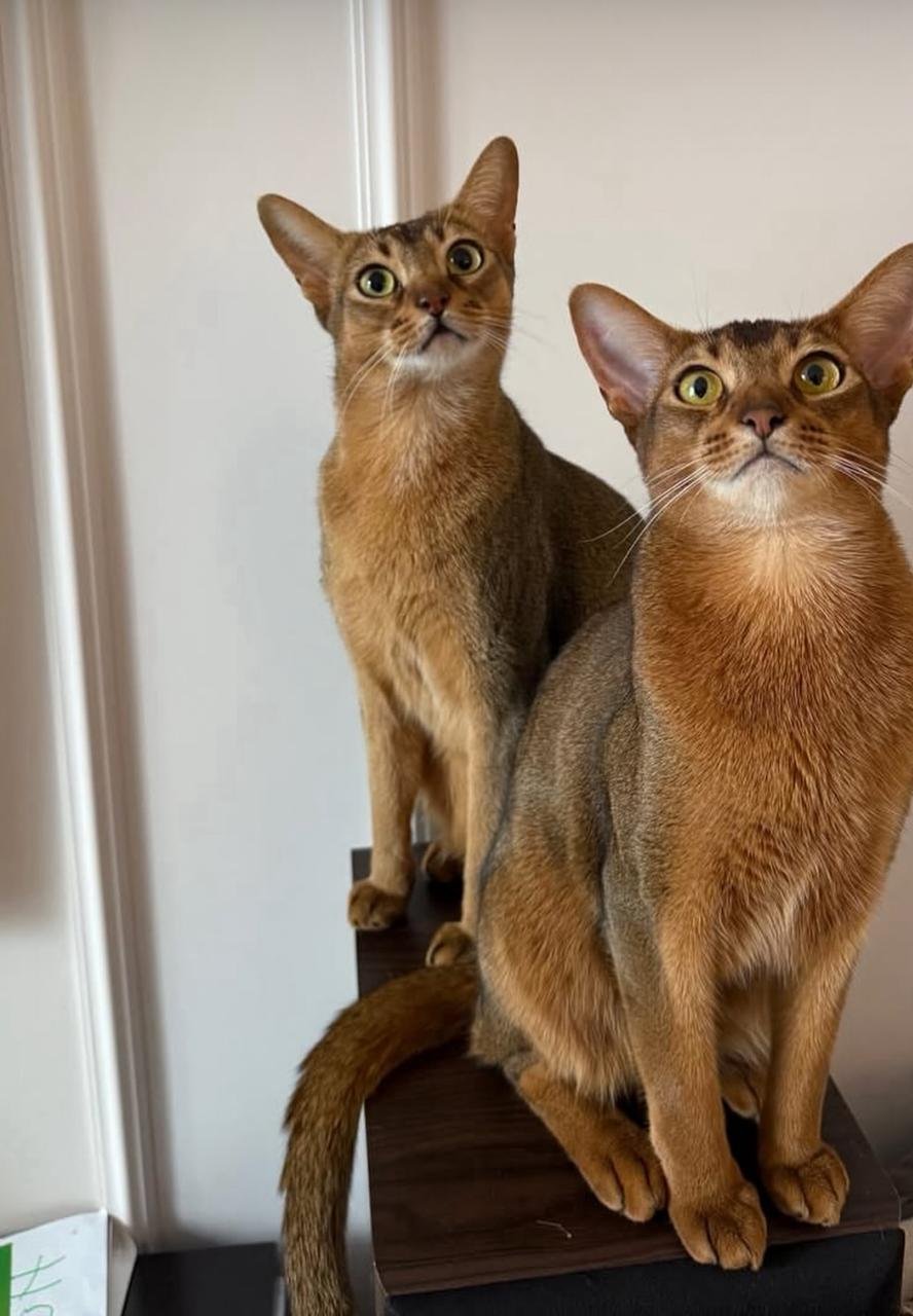 WhatsApp Image 2025 10 03 at 22.41.11 711b3fa8