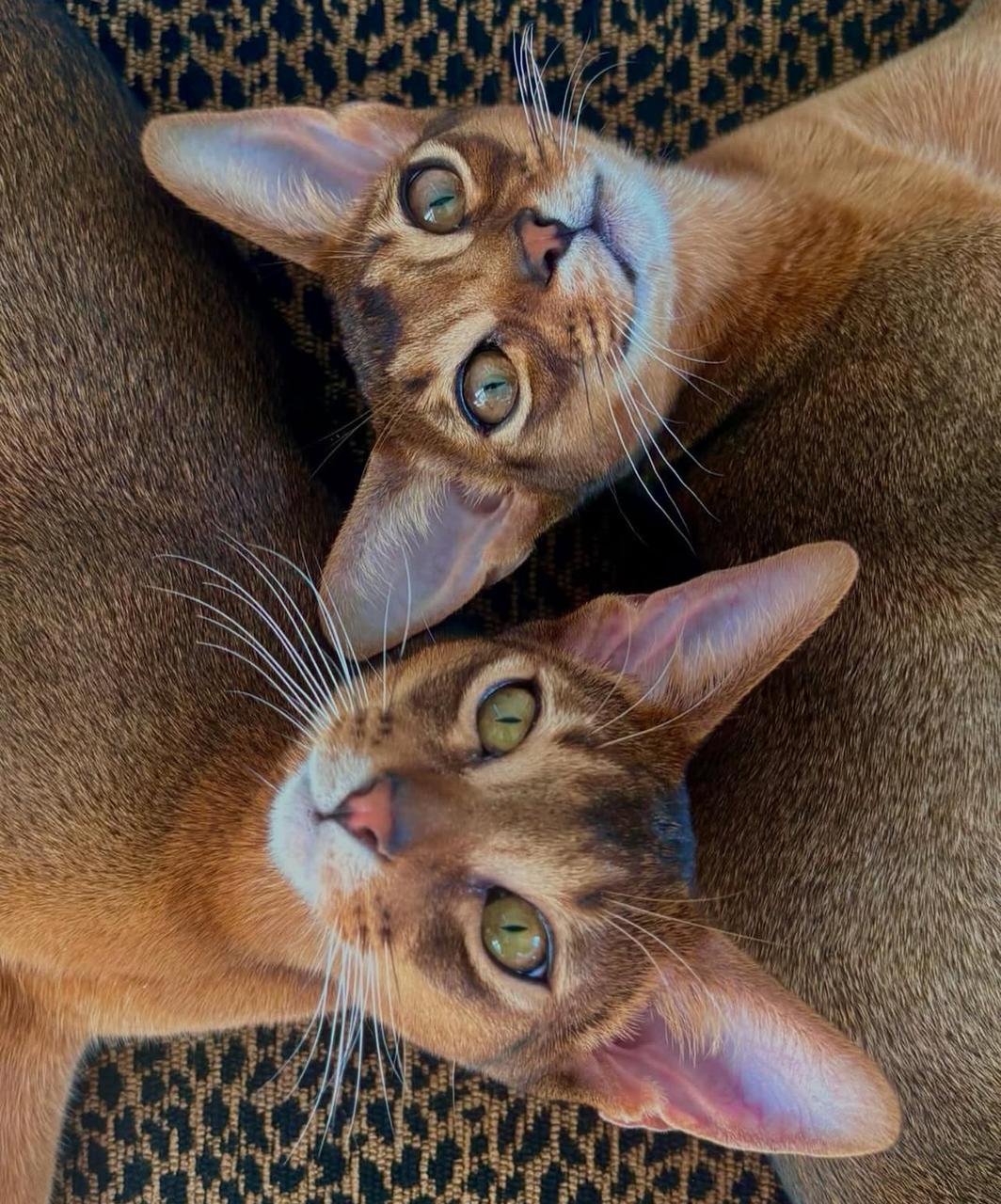 WhatsApp Image 2025 10 03 at 22.41.12 5f9b3f7c