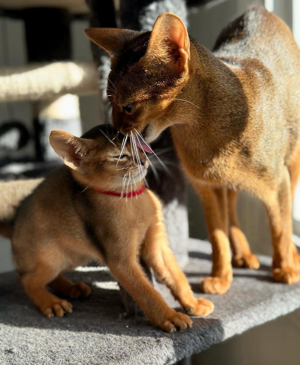 WhatsApp Image 2025 10 03 at 22.41.12 ab10826c