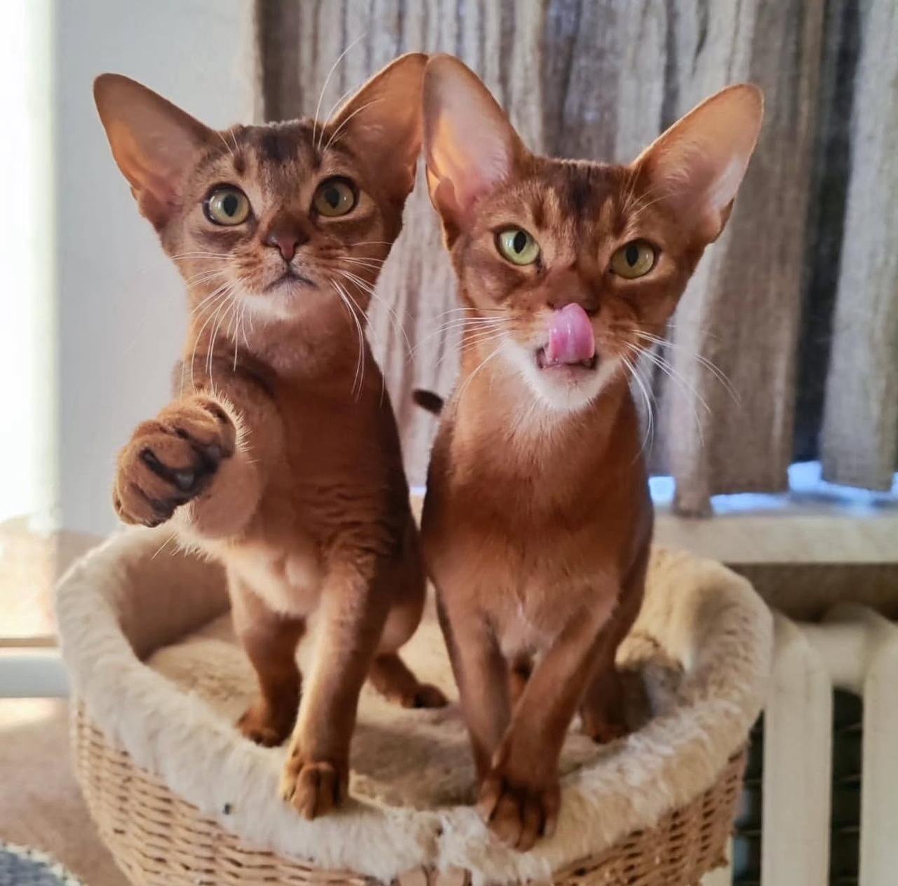 WhatsApp Image 2025 10 03 at 22.41.13 57a491d8